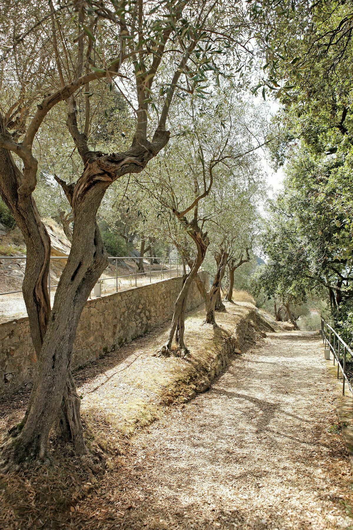 Bagni Di Pisa Palace & Thermal Spa - The Leading Hotels Of The World San Giuliano Terme Exterior photo Olive trees in Crete